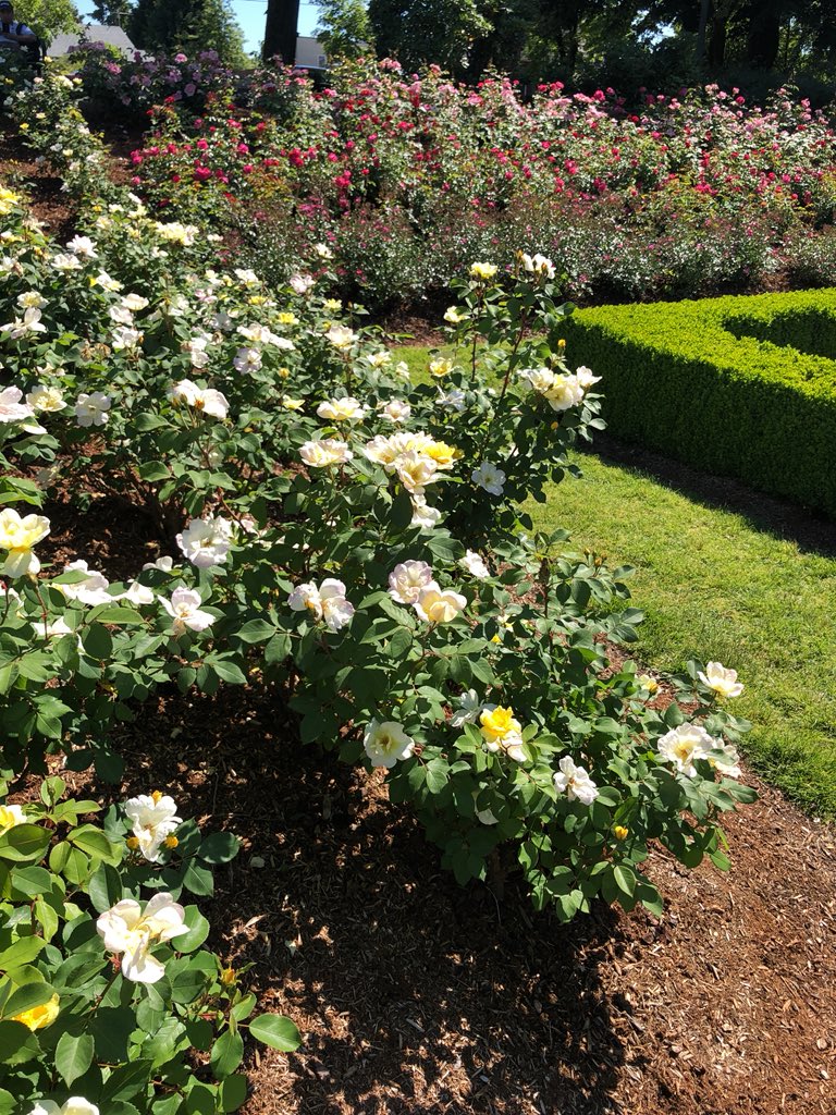 TreeMingo's tweet image. Enjoying the sun