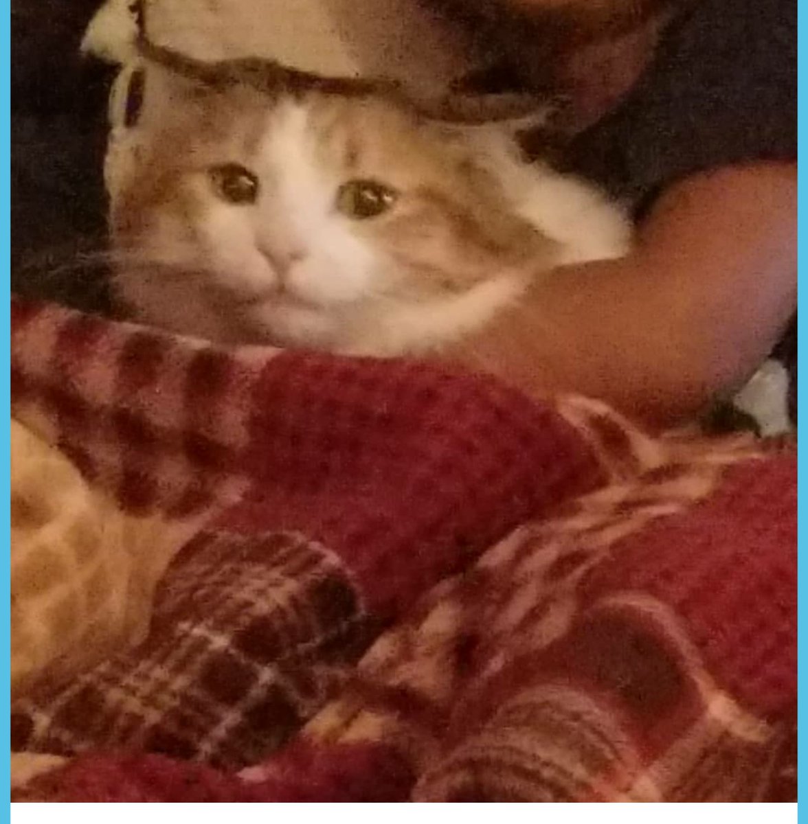 AliLehr2012's tweet photo. @jazzz621 I have similar images of our cat with kaleb https://t.co/JA9dWBVfxD
