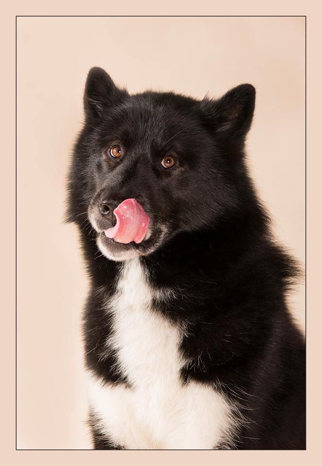 diggers32's tweet photo. Dog portraits, book now @Donna Elizabeth Photography #dogsoftwitter #pets #photography https://t.co/Oel7uS6uys