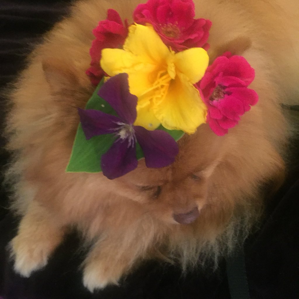 Have you seen the finest in Canine Millinery this season? #adventuresinpetsitting #horticulture #gardening #urbangarden #rose #lily #clematis #millinery #pomeranian #vogue