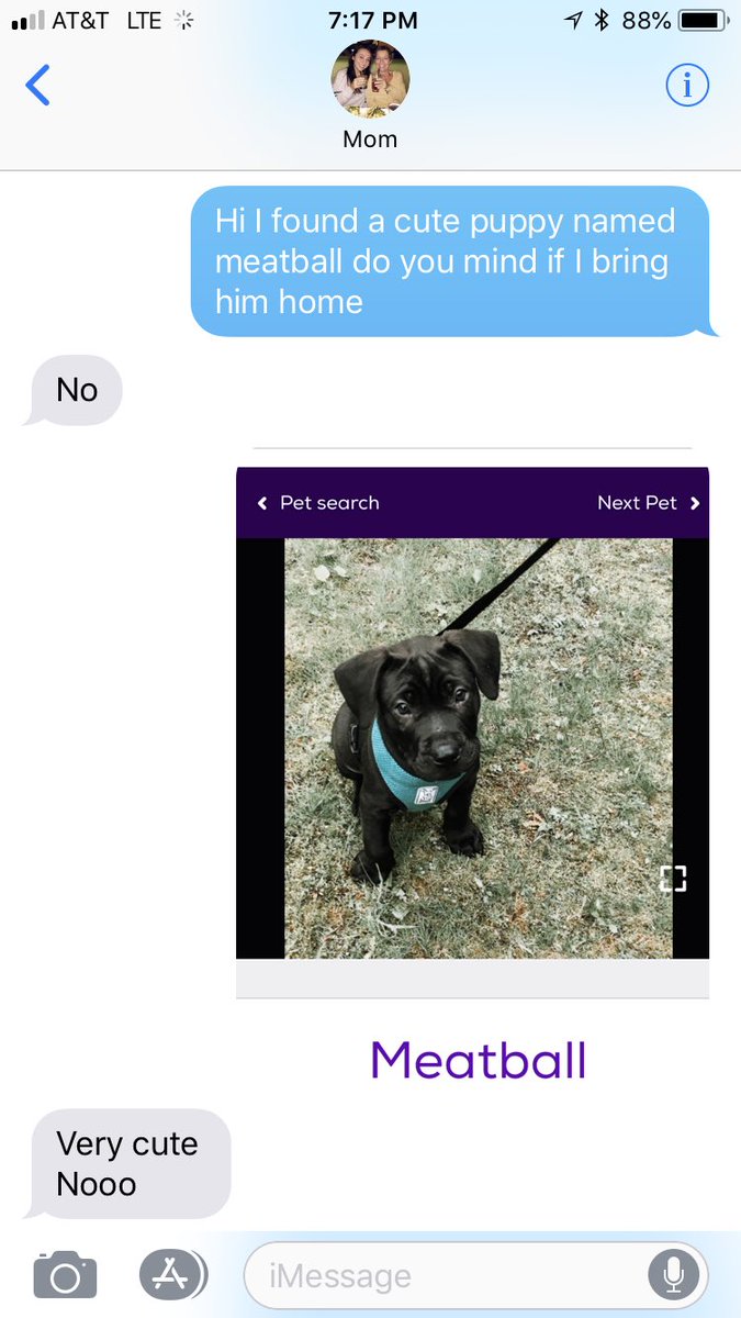 racheldaley7's tweet image. Hello twitter help me get meatball pls