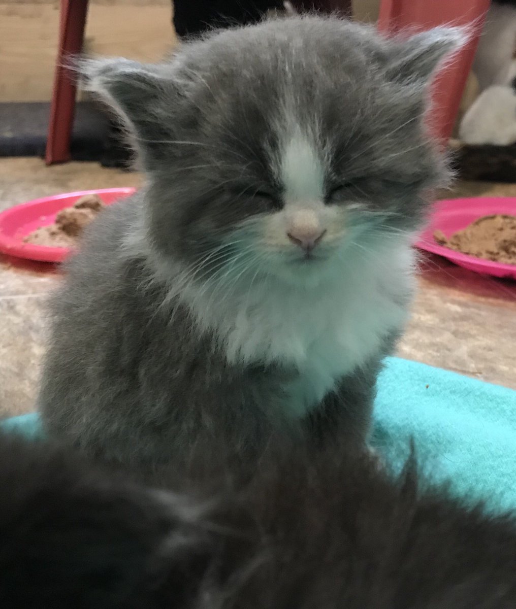 She fell asleep sitting up #fosterKitty