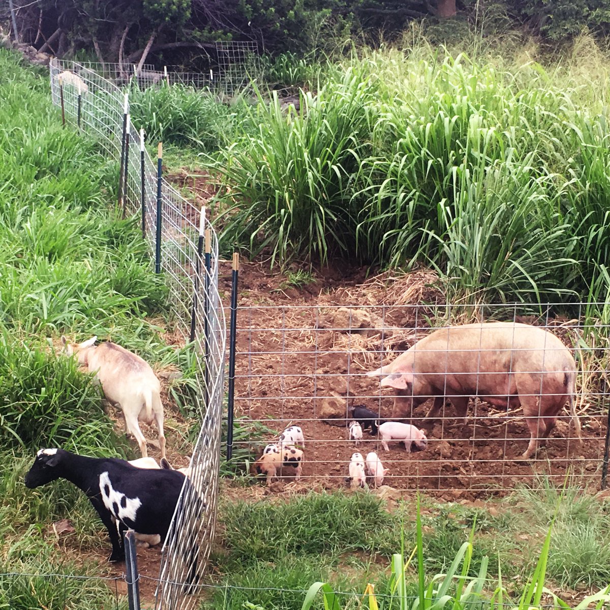 Gingerhill Farm Retreat (GingerhillFarm) Twitter