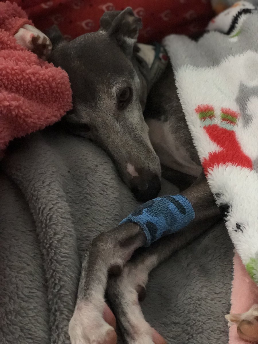 JWayneClark's tweet photo. #Terra had a tooth extracted today. Sick puppy- https://t.co/OTuC87w4kQ