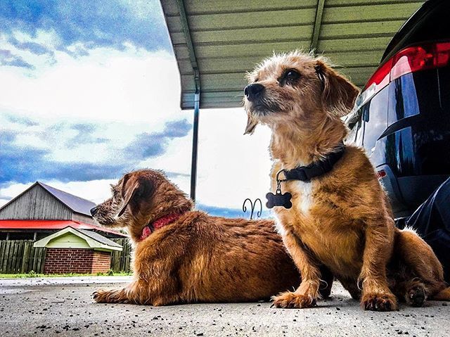 CaseyHabich's tweet photo. #weatherwatchers #dogsofinstagram #spankyandrascal https://t.co/ts9Pvim8Jx