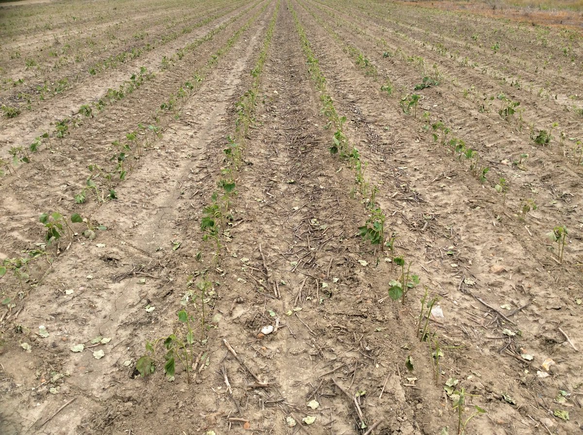 manerent2's tweet image. Enlist one sprayed in the wrong field.#operatorerror.