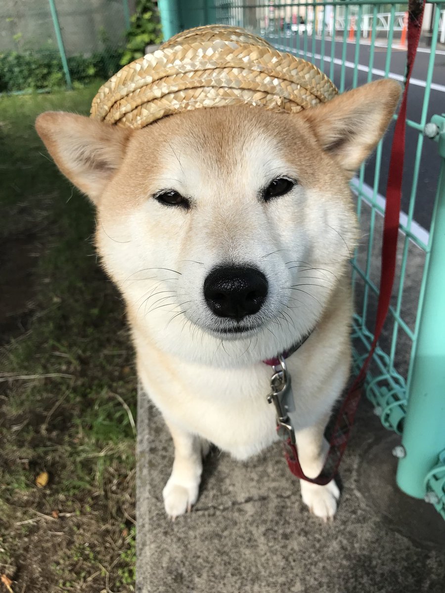 柴犬のモモ على تويتر 今日も アジサイ と撮ったし 麦わら帽子 も似合っていたので犬最強に可愛い 柴犬 愛犬 犬 Shibainu Shibadog Cute Kawaii