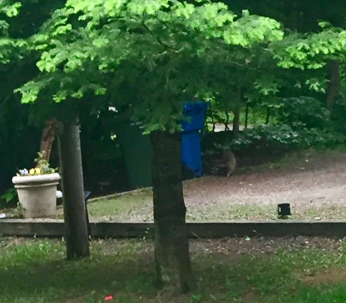 dashread's tweet photo. My #raccoons seem to really like the @Ortho animal bgone product. Turns out it’s like Siracha for Pho #doesntwork https://t.co/OxBPLQxEff