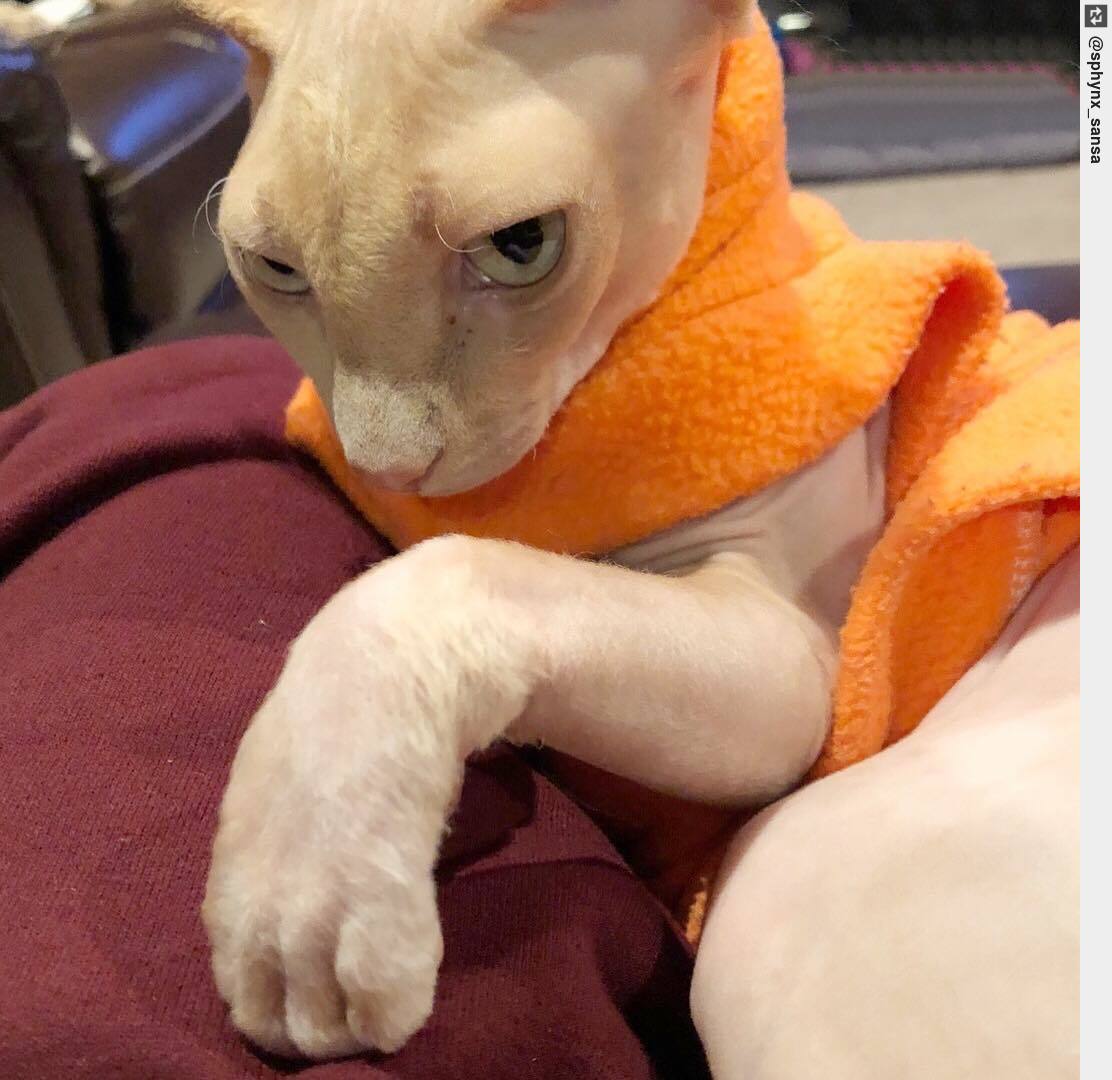 IngloriousCats's tweet photo. #comehither with me 😜#iamthree #sansa #catsoftwitter #cats #sphynxcat https://t.co/aiub9rH4Ry