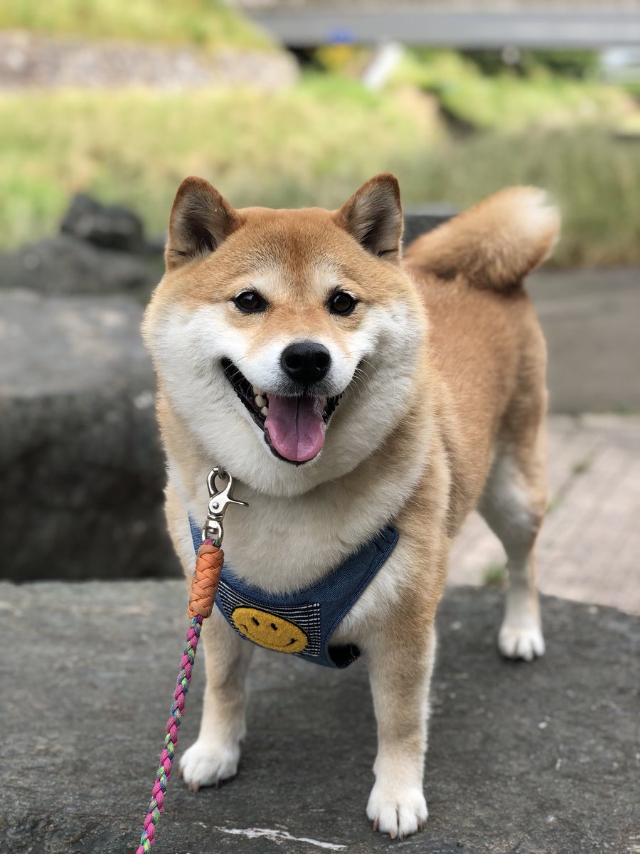 柴犬ハナ على تويتر 手作りサイトで一目惚れしたハーネス ちっちゃい子のサイズしか無かったんだけどハナちゃんサイズで作ってくれたんだ 今日はお試しで付けて歩いてみたよ