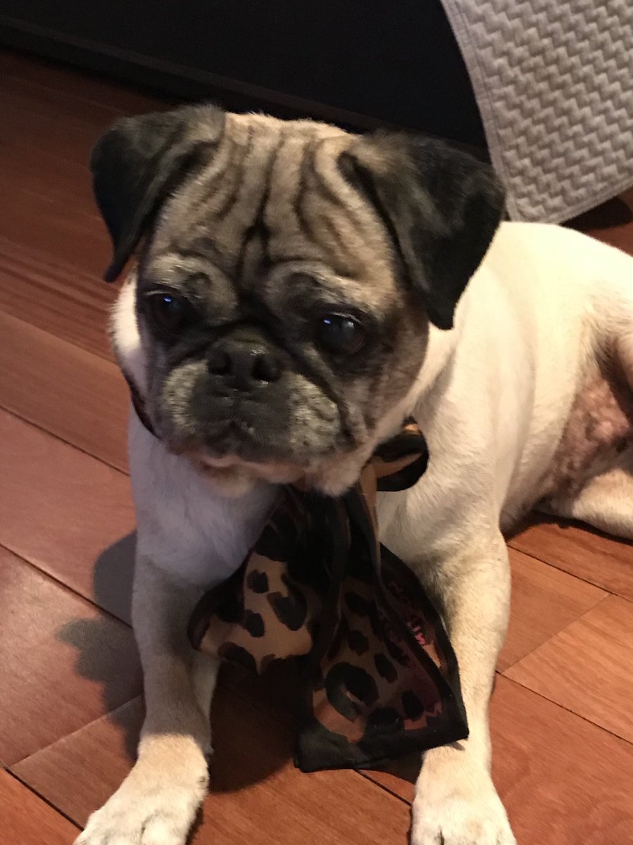 starrpugs's tweet photo. Gina’s modeling vintage LV! @LouisVuitton_US https://t.co/AL9QkRaA6H