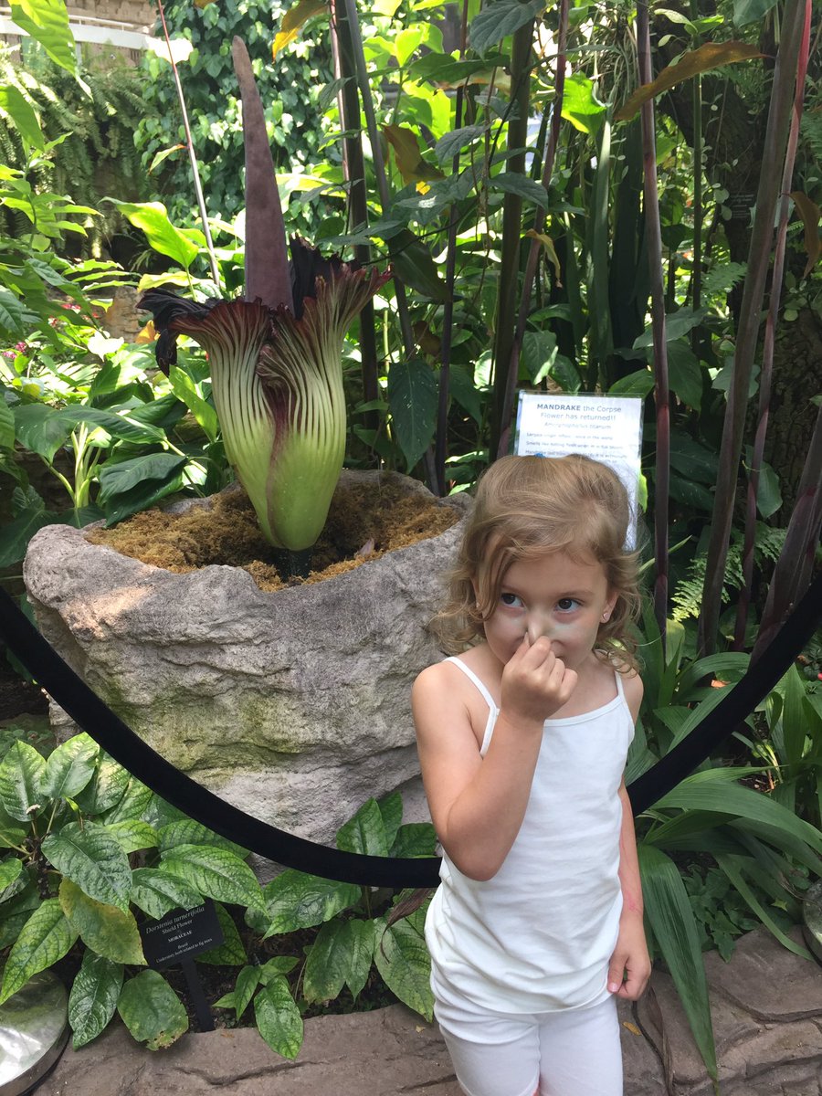 CaseyCurryHOU's tweet photo. Little Winnie agrees! #smellsawful @hmns #corpseflower https://t.co/JLrzLijvhr