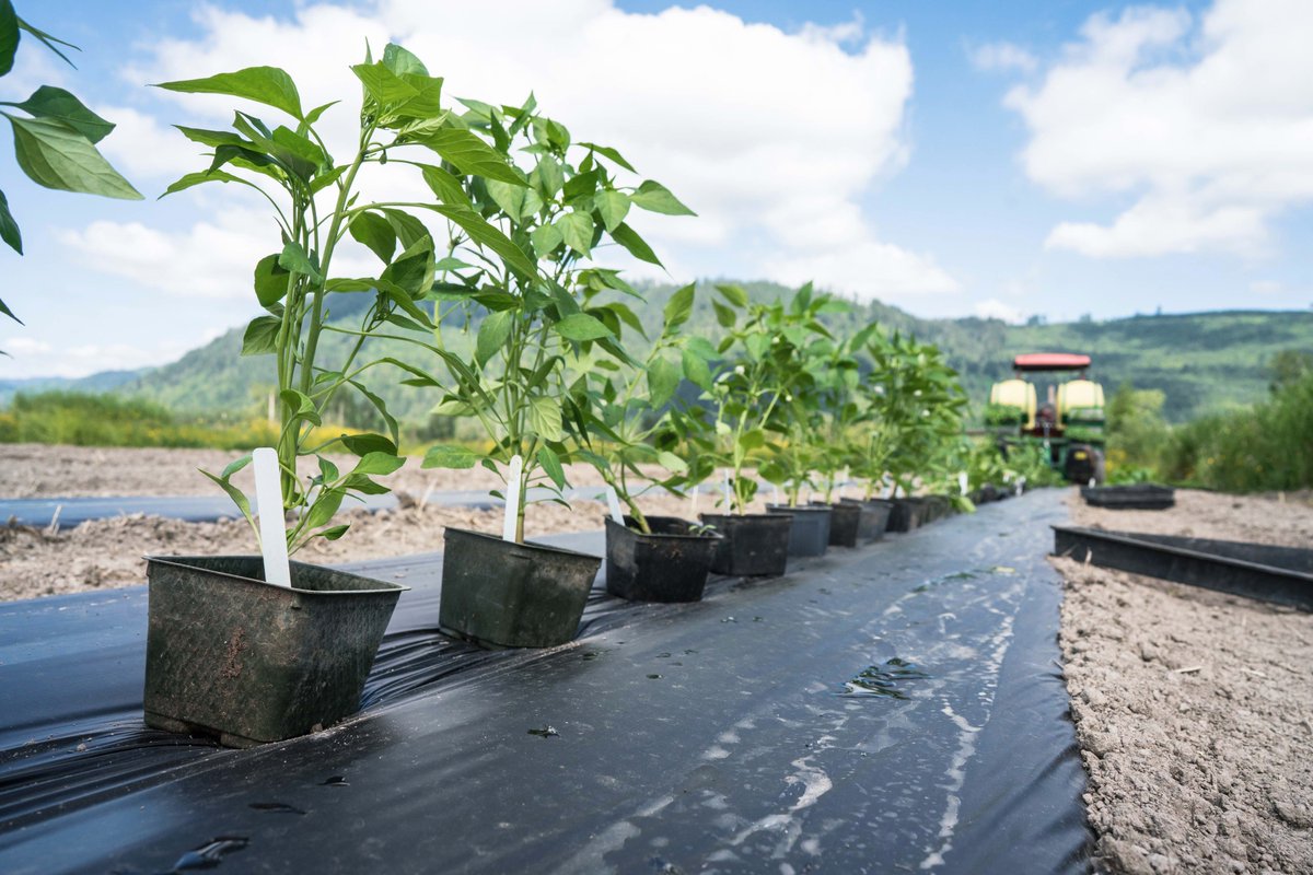 For those on our farm who can't handle a little heat, we've also got sweet peppers which will make a great addition to salads in the summer. #sweetpeppers #organicbellpeppers #bellpeppers #organicproduce #organicfarming #moonvalleyorganics