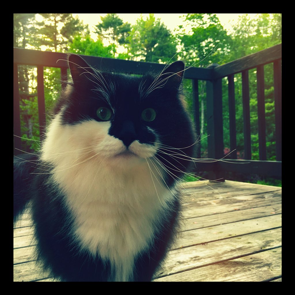DownEastSteve's tweet photo. He’s a house cat (along with his brother). But, tonight he wailed to access the deck. He did. And for an hour he was the Prince of the backyard. All Hail. https://t.co/E7TQbpL4Ix
