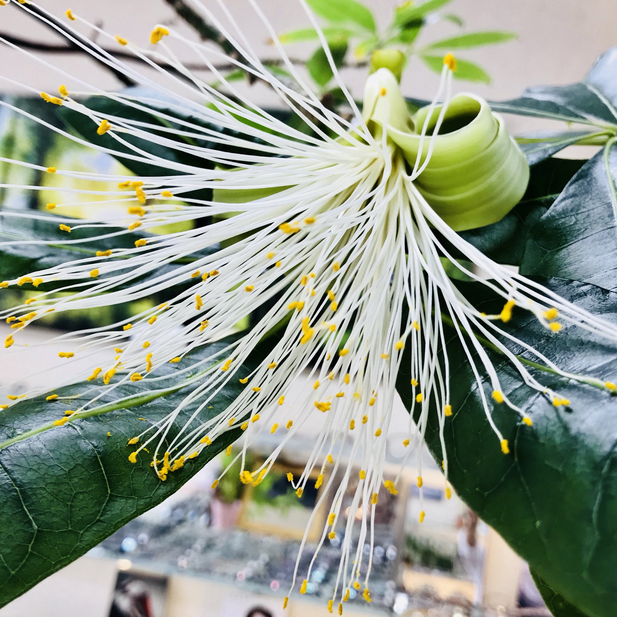 心地よいメガネmomo Pa Twitter 今朝お店に来たら甘い香りで パキラの花が咲いていました 大変珍しい花で一日で散ってしまうので見に来て下さい パキラ パキラの花 甘い香り メガネ メガネ屋 習志野市 船橋市 鎌ケ谷市 千葉市 八千代市 佐倉市 京成