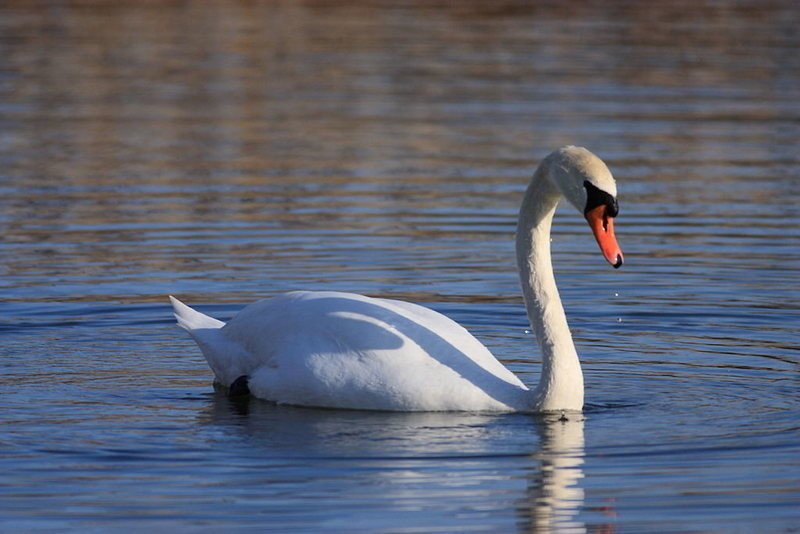 Something Storied tweet media