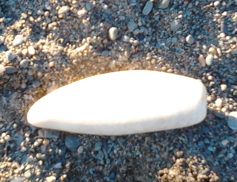 MariaLisaPolcat's tweet photo. #WHALES #Whale #tooth #ocean #NovaScotia #marineanimal #oceanengineer #ecology #Sustainability #ecosystem #ecosystemengineers #climatechange #coexist The whale was buried when I arrived, only one tooth on the sandy shore visible. RIP sweet whale. https://t.co/mL1AgW4r3k https://t.co/lPqo3ZlCaT