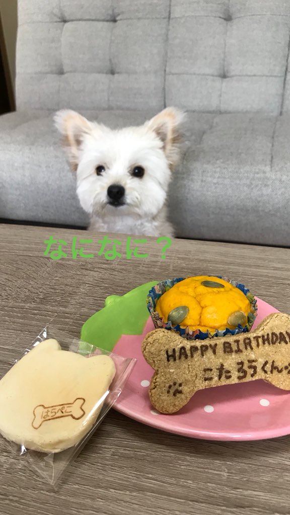 犬用ホットケーキ