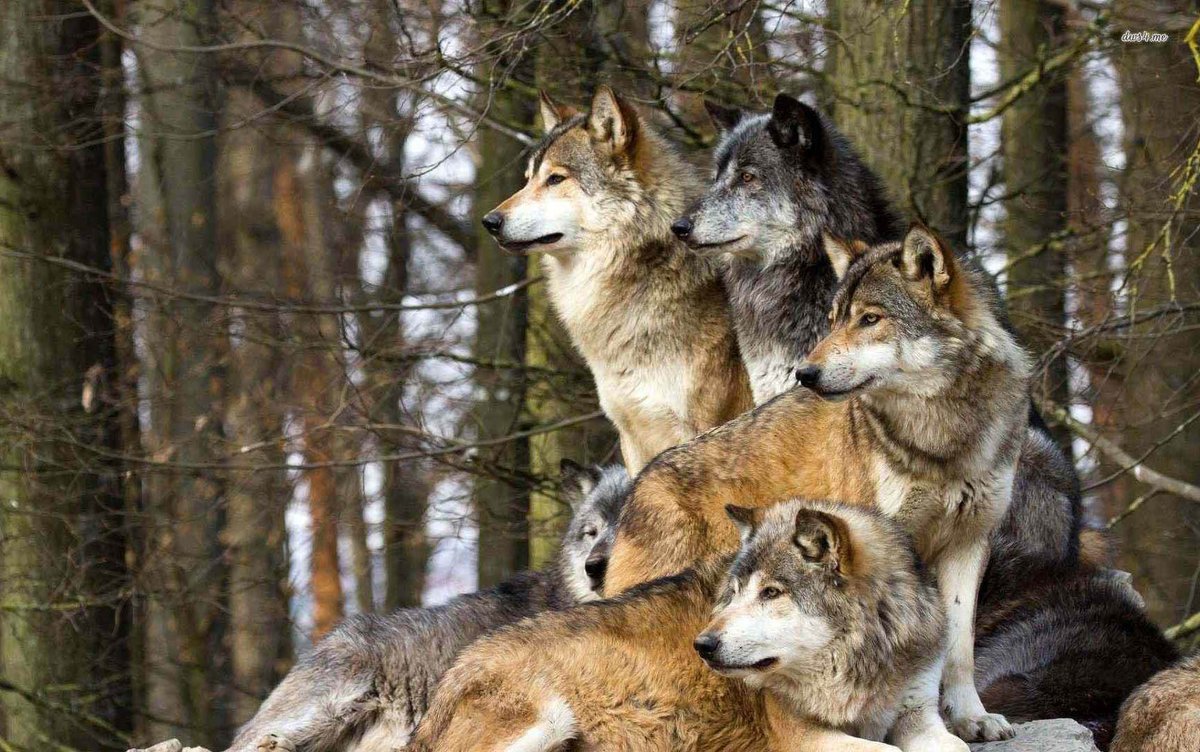 OzDogLover's tweet photo. "Is the #PackTheory" in #dogs really outdated?" questions #TonyKnight #DogListener in his latest guest blog post. A #packanimal feels secure in a structure where they know their place.
https://t.co/8FBW88oMXb https://t.co/WvzQix5VQM
