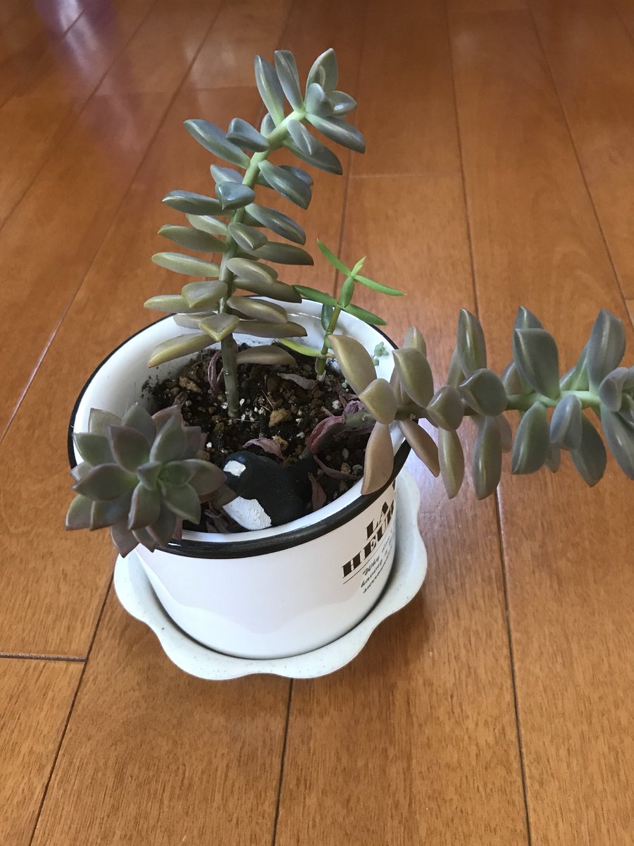 やまさん うちの部屋 日当たりがいいと思ってたけど 植物くん達には 光が全然足りないみたいだ かわいそうだから 新しくお迎えするのは控えよう 多肉植物 徒長 日光不足