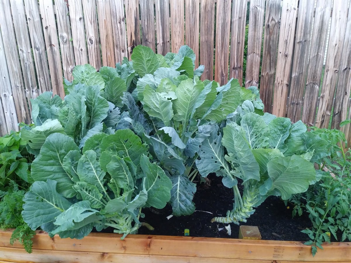ThomasRKingJr's tweet photo. Got home and did some gardenibg with my mimi me... Two bags almost 2 lbs of collards... Providing for our church's lunch this sunday!!

                   Proverbs 22:9 
Whoever has a bountiful eye will be blessed, for he shares his bread with the poor https://t.co/LgeWwnmswg