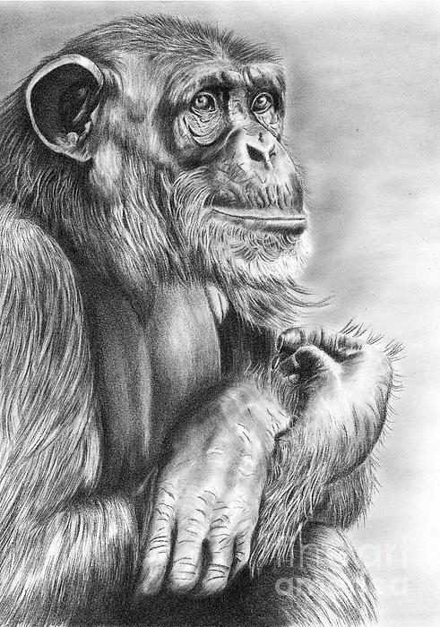 обезьяна рисунок карандашом. портрет обезьяны карандашом. обезьяна рисунок карандашом. обезьяна карандашом. обезьяна карандашом.