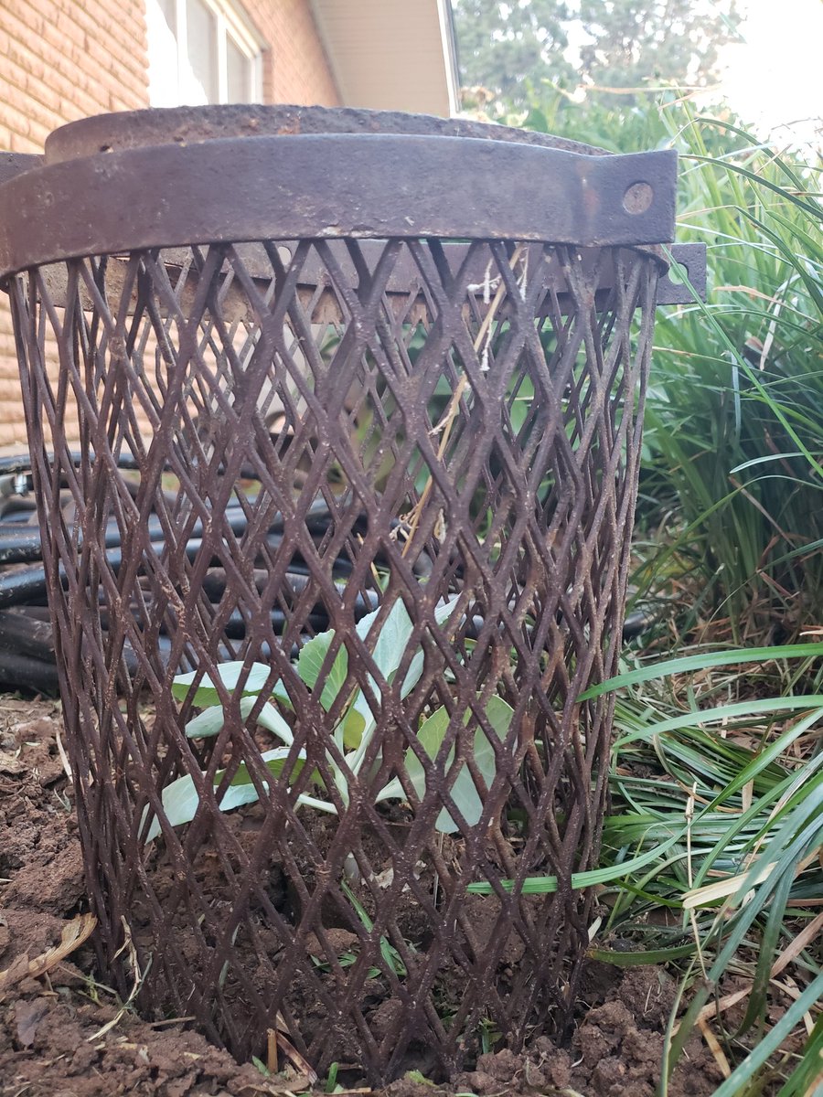cages to protect plants from rabbits
