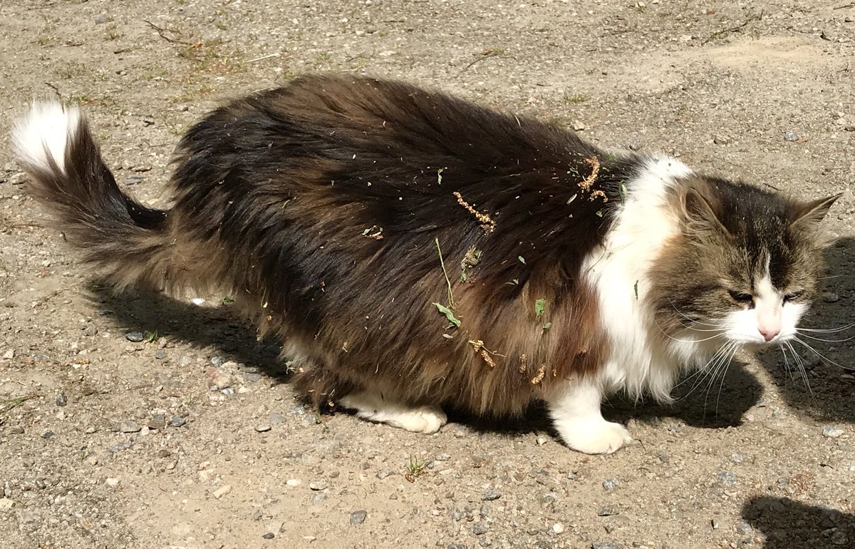 finntour's tweet photo. ファームで飼われているネコちゃんはお客さんが来ると森の中からノソノソと近づいてきます。目の前で倒れてなでなで。そして顔が近い。いい子に育っています。他に羊、ヤギ、鶏、馬、うさぎがいます。 #saimaalife https://t.co/5KEQV7HeiZ