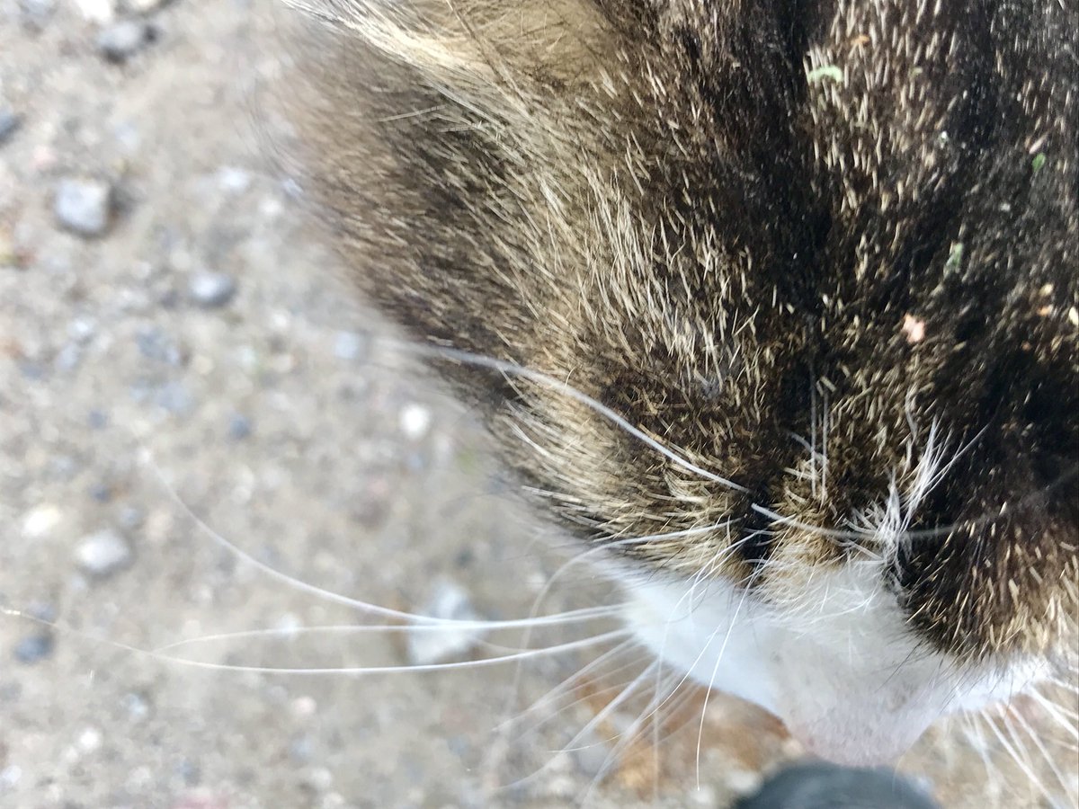 finntour's tweet photo. ファームで飼われているネコちゃんはお客さんが来ると森の中からノソノソと近づいてきます。目の前で倒れてなでなで。そして顔が近い。いい子に育っています。他に羊、ヤギ、鶏、馬、うさぎがいます。 #saimaalife https://t.co/5KEQV7HeiZ
