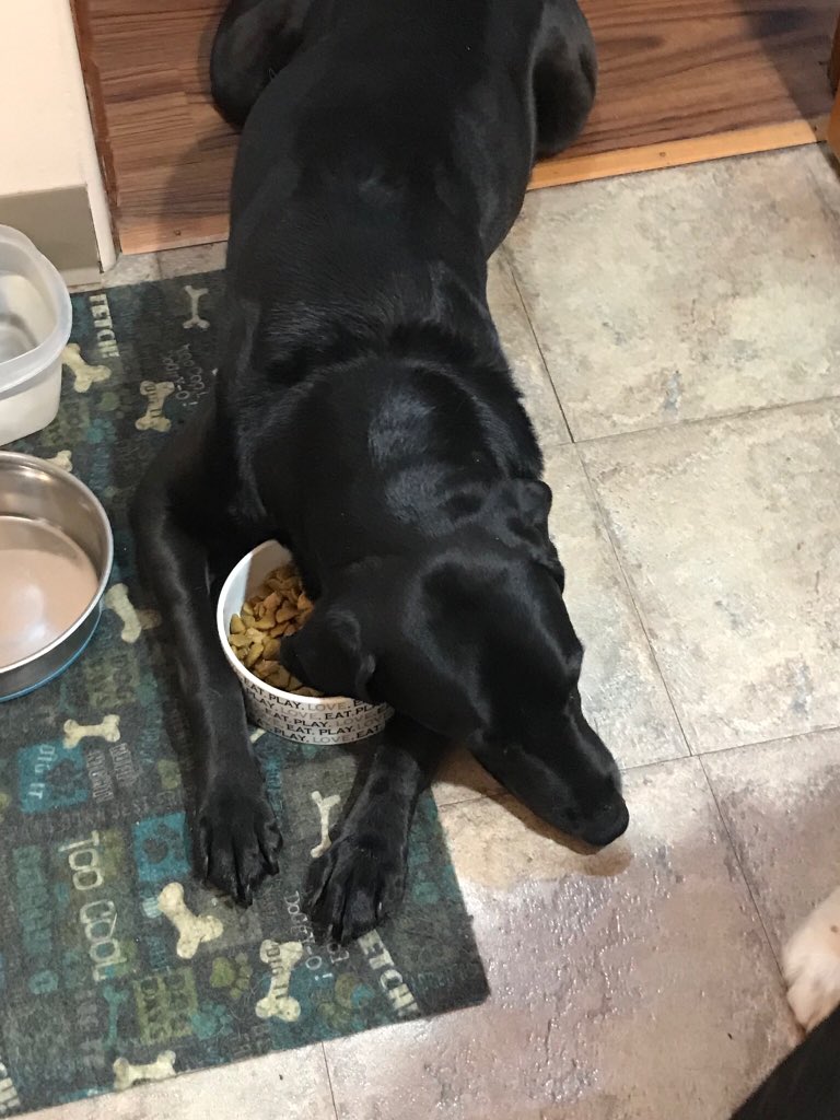rjohns051's tweet photo. I think the pooch is broken. She won’t eat or move. https://t.co/5KGl6OSiwp