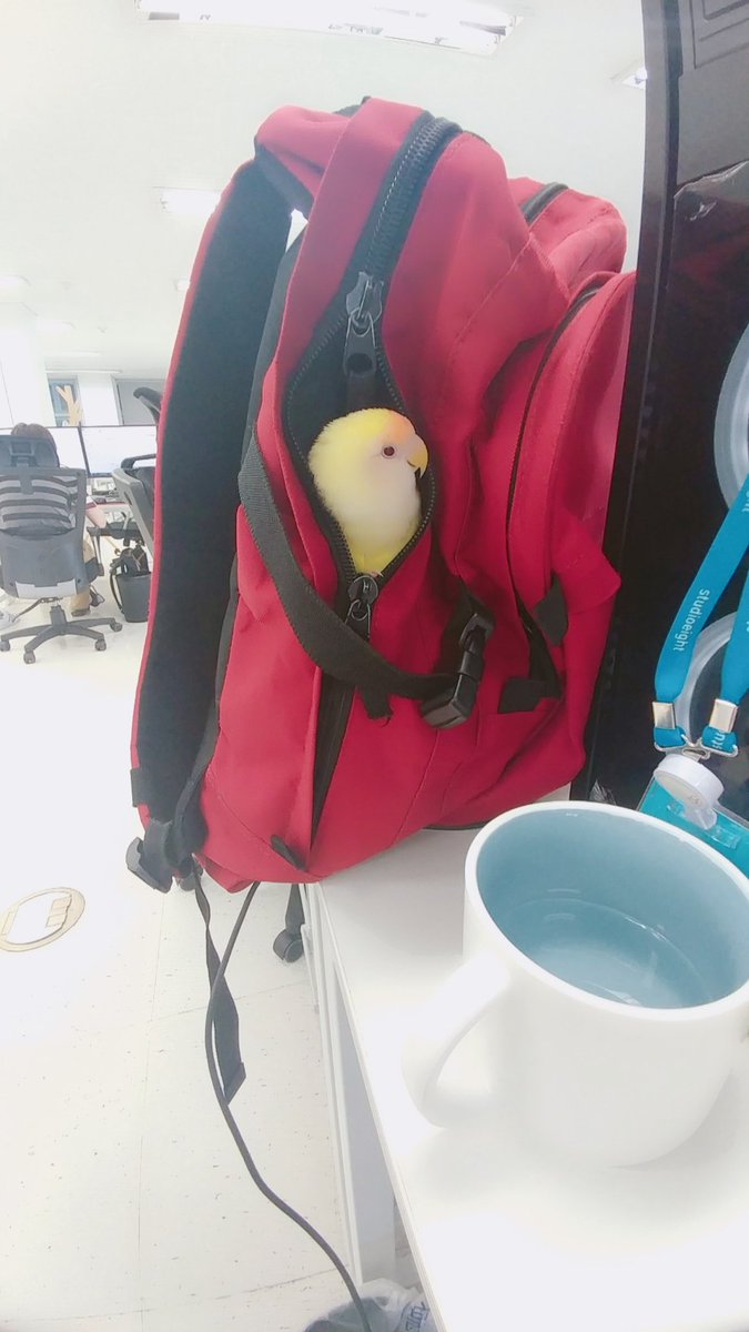 어제 임아라의 만행

1. 언니가 출근하는 가방에 몰래 잠입함.
2. 지각이었던 언니가 그대로 출근했고, 지하철에서 우렁차게 웃어재껴서 가는 내내 식은땀을 흘리게 함.
3. 회사에서도 목청 높여 울어서 언니의 고개를 들지 못하게 함.