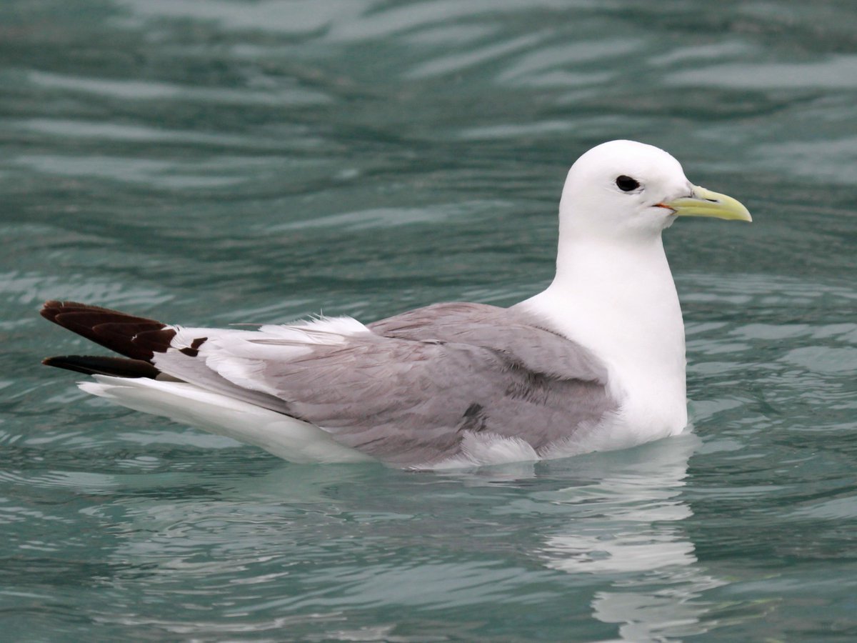 MBS_Science's tweet photo. 1/2 Today's #Seabird #ClassicPaper is by Sealy (1973) on multi-spp feeding flocks: https://t.co/GcMNwycOFu
Examined which spp formed flocks & hypothesized why
📷:Dick Daniels (https://t.co/cNS3E8L3cu) https://t.co/FGXJbQRfg6