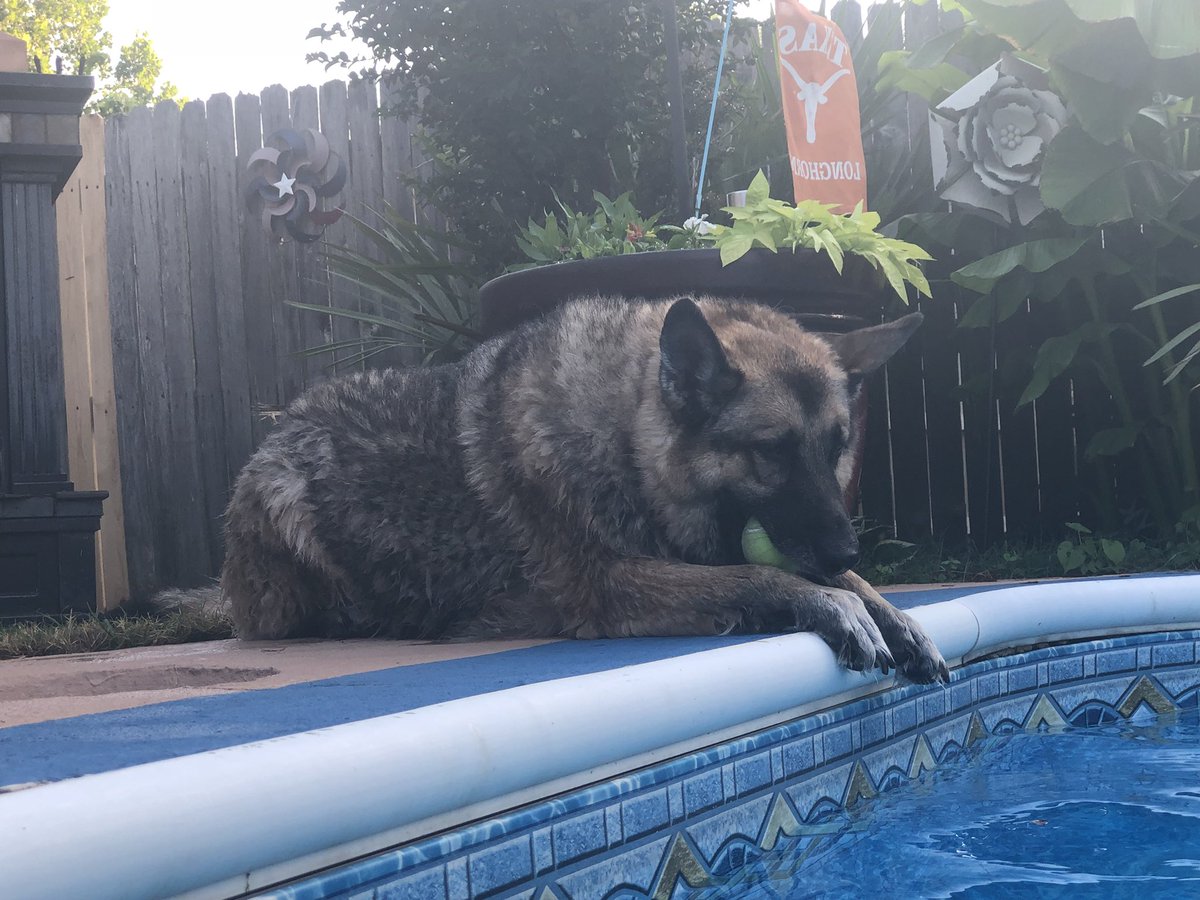 Okie_Resister's tweet photo. Swimming with my Land Shark! #summer #cementpond #LandShark #Summerbeast! GSDgurl https://t.co/Ks6d9MOGUv