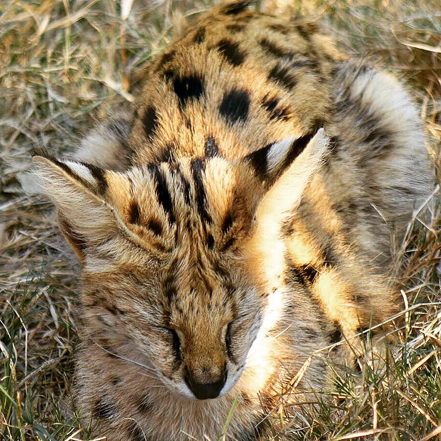 Cutie
#wildlife #wilderness #wildernessculture #wildlifephotography #wildlife_perfection #wildcats #wildlife_perfection #wildernessbabes #safari #safaris #safariafrica #luxurytravel #luxurysafari #safariafriquedusud #animal #animals #animales #travelphotography #voyage #scenery