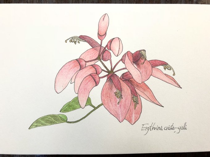 アメリカデイゴのtwitterイラスト検索結果