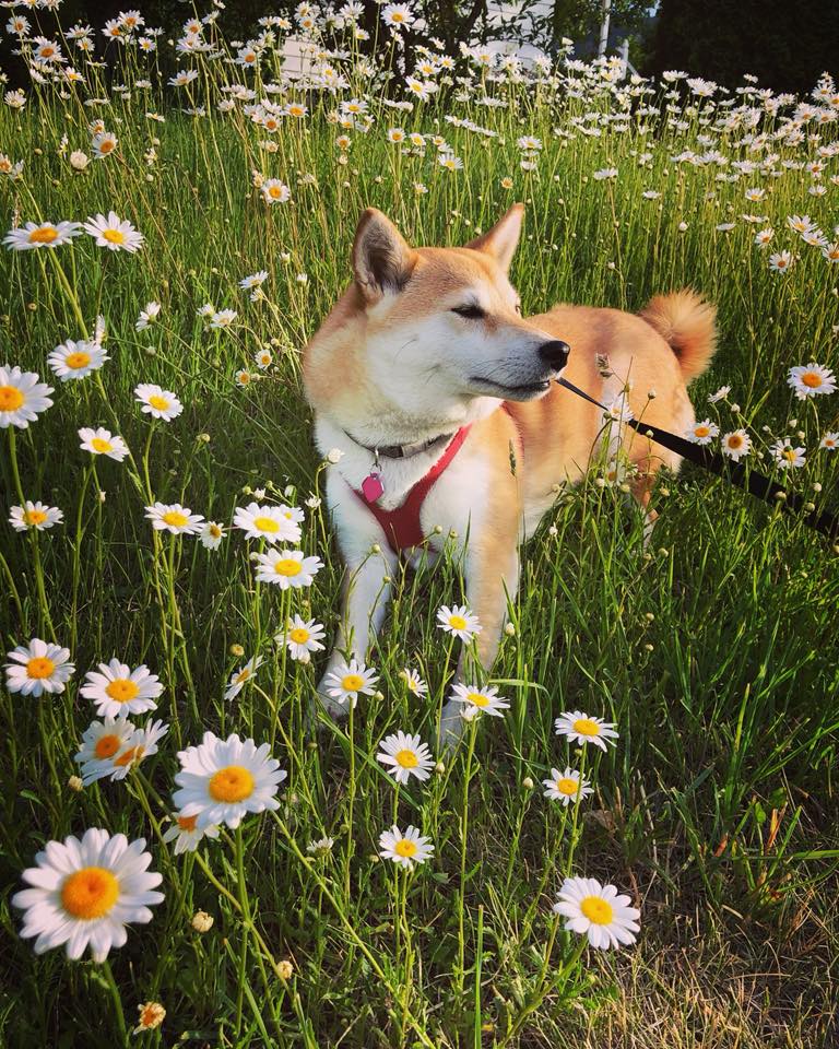 Foxfires's tweet photo. Am I allowed to say I have the cutest dog?  Because I kinda think I have the cutest dog. ;) https://t.co/pItmsntH3o