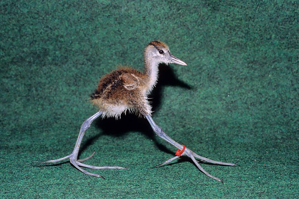 Лапками и клювиками они роют в крутом. Гребенчатая якана. Птица с длинными ногами. Маленькая птица с длинными ногами. Пьтцымна длинных ногах.