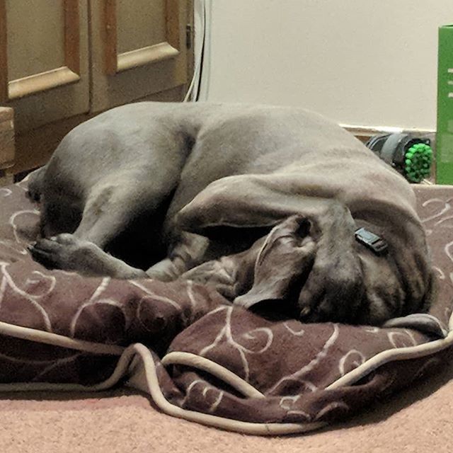 He's covering his own ears so he can't hear himself snore..... #italianmastiff #canecorso #bluecanecorso #bigbluebaby #wrinkleface #flopdontcrop ift.tt/2Lexcjb