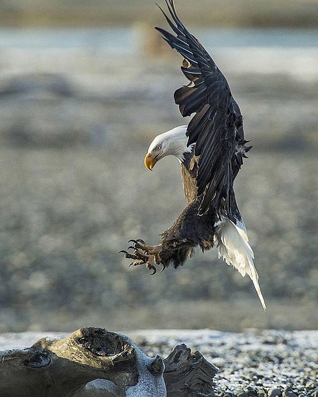 gowildapp's tweet photo. Friday night has landed! #GoWild. Pic: @outdoors360 •
•
•
Follow @gowildapp for more awesome content. •
•
• #birdhunt #naturephotography #birds #hunting #shotgun #dreamhunt #huntnation #hunt #myhunt #freefood #outdoorsmen #outdoors #wildlifepho… https://t.co/lNGuRCBr9C https://t.co/JzgoOTBOPZ