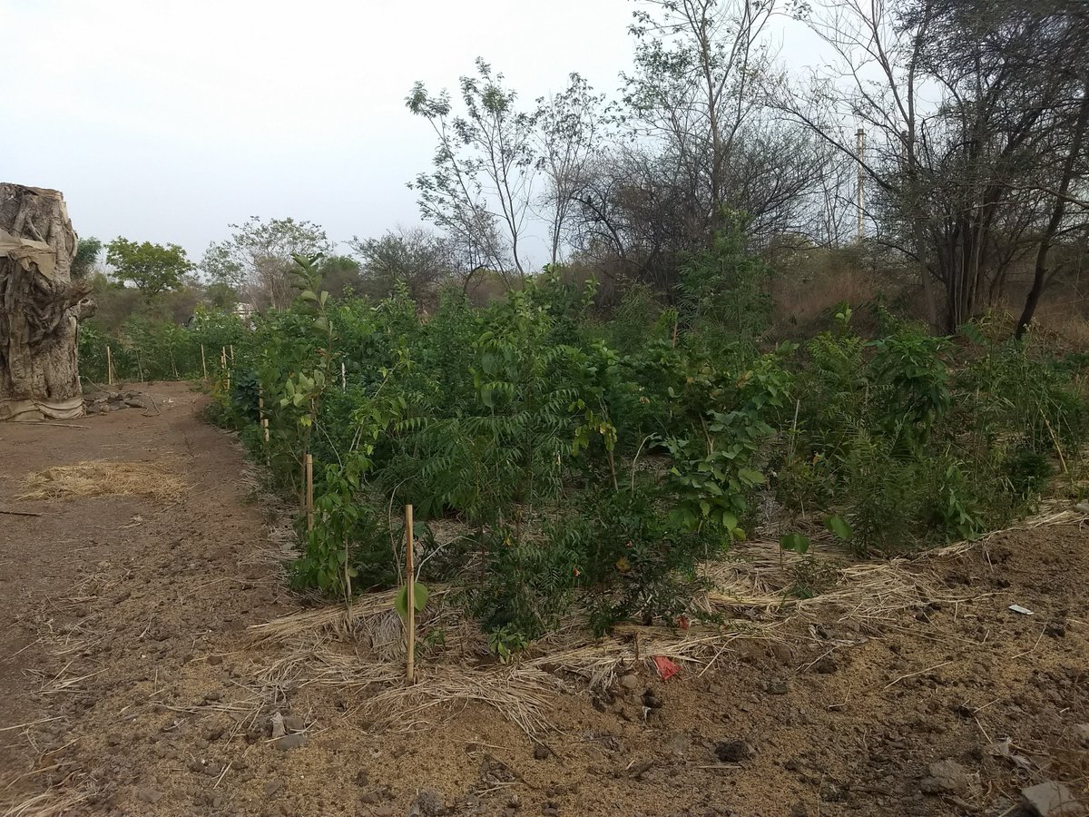 grindmaster_'s tweet image. After the success of Satara #DenseForest, @GrindMaster1984 in partnership with #EcoSattva Environmental Solutions has planted a 7000 sqft dense forest at its industrial unit in #Waluj #MIDC.