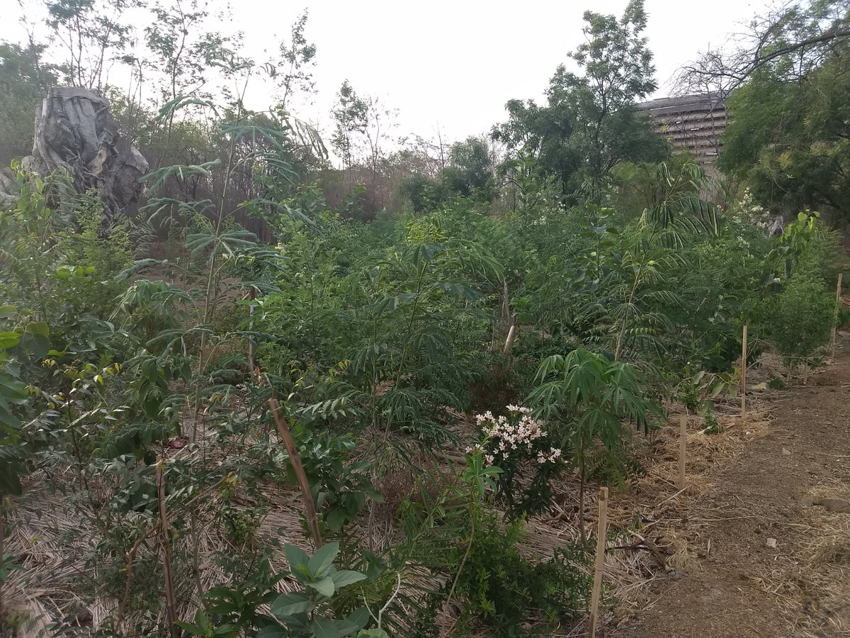 grindmaster_'s tweet image. After the success of Satara #DenseForest, @GrindMaster1984 in partnership with #EcoSattva Environmental Solutions has planted a 7000 sqft dense forest at its industrial unit in #Waluj #MIDC.