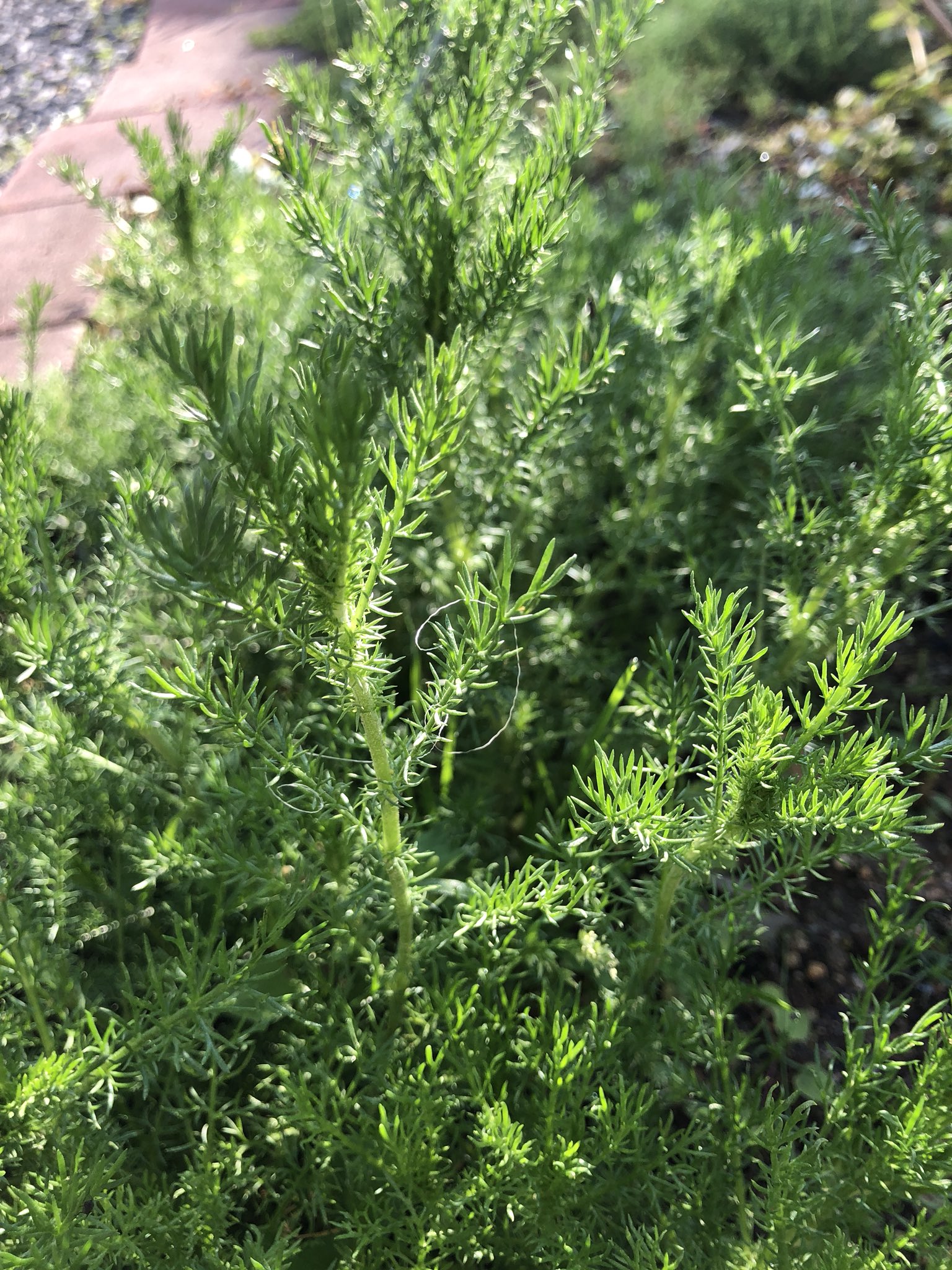 Tayu ローマンカモミールの葉がだいぶ立ち上がってきました 踏むとりんごの香り 踏んでも丈夫なのでわざわざ通り道に増やしています ローマンカモミール ハーブ りんごの香り T Co R08cmo5ead Twitter