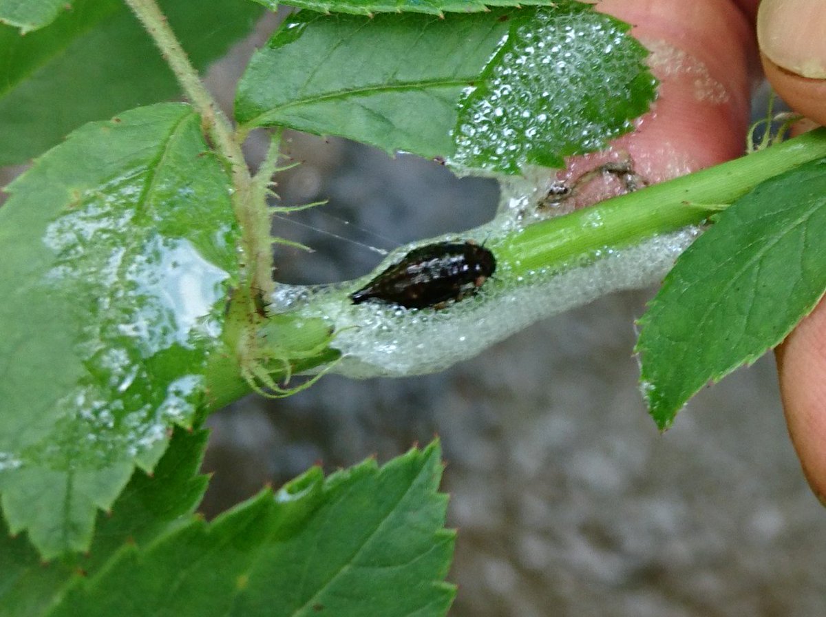 Okayu アワフキムシの仲間の幼虫ですね Rt 今日 ビオトープで見つけた虫 白い泡のなかに 黒い虫 どなたか わかりますでしょう 朝倉川 名前教えてください 白い泡 T Co Yljozsmfb9