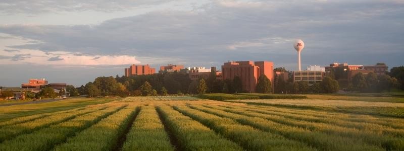 Abdeljalil Elhabti (@a_elhabti) on Twitter photo Had an inspiring day at University of Minnesota visiting Walid Sadok's lab and discussing our work <a href="/wheathub/">ARC Wheat Hub</a> <a href="/UniofAdelaide/">Uni of Adelaide</a> <a href="/waiteresearch/">Waite Research Institute</a> <a href="/CFANS/">CFANS</a> #ecophysiology Had an inspiring day at University of Minnesota visiting Walid Sadok's lab and discussing our work <a href="/wheathub/">ARC Wheat Hub</a> <a href="/UniofAdelaide/">Uni of Adelaide</a> <a href="/waiteresearch/">Waite Research Institute</a> <a href="/CFANS/">CFANS</a> #ecophysiology