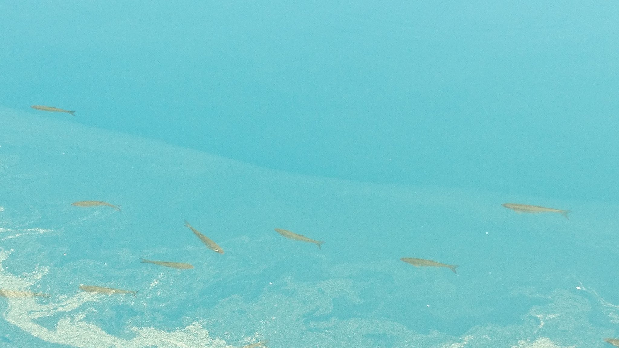シュワちゃん Twitterissa 初夏の田沢湖 魚もたくさん泳いでた シュワちゃん Twitterissa 初夏の田沢湖 魚もたくさん泳いでた