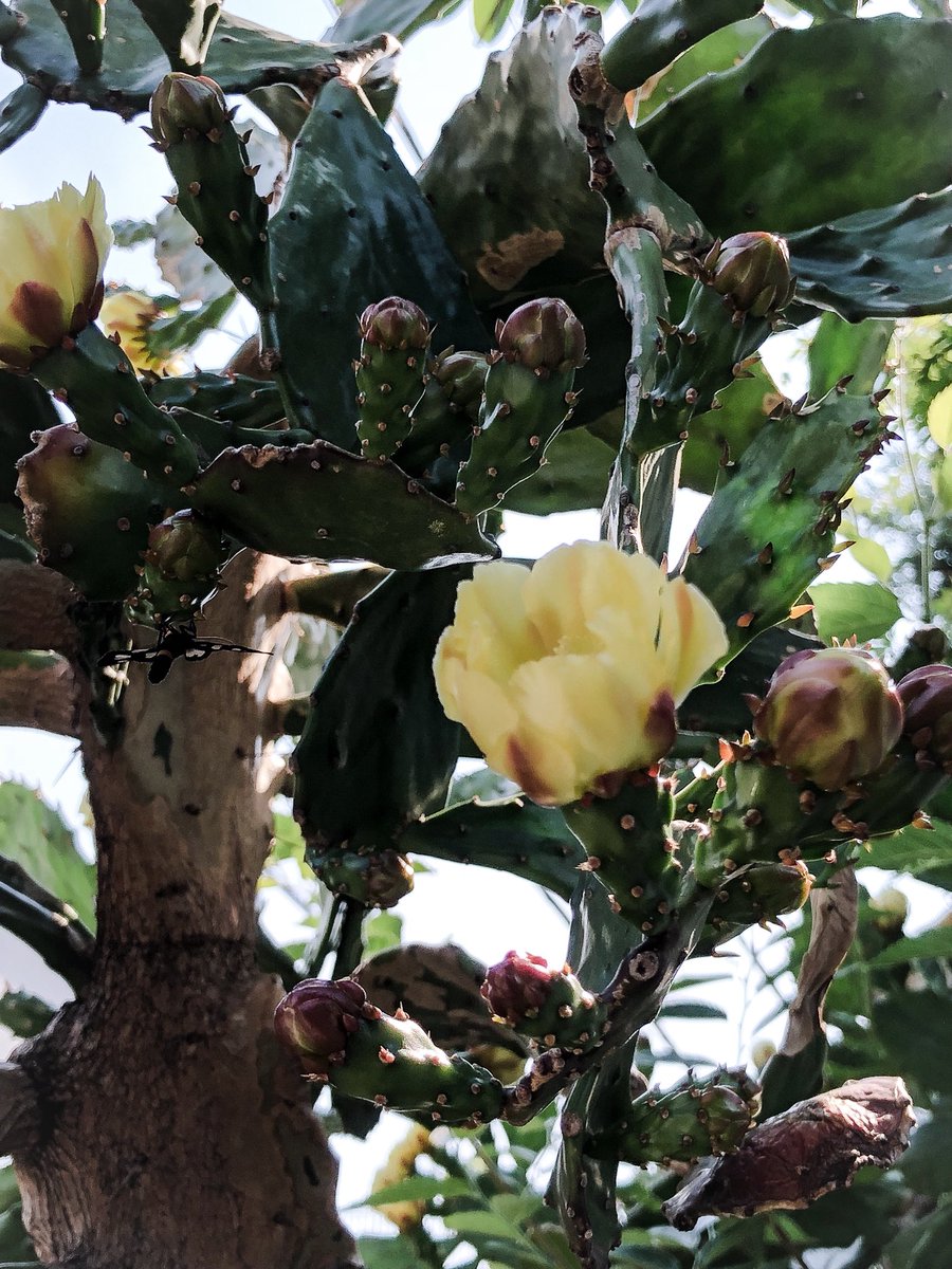Tetsuro Oh No على تويتر また近所で 巨大なウチワサボテンを発見 満開です これは食べられるやつ Succulent Botanical Cactus 多肉植物 サボテン ボタニカル ウチワサボテン 花 Flowers