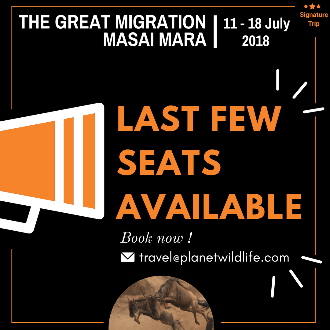 Don't Miss Out!

#Travel #TheGreatMigration #WorldsGreatestShow #Wildebeest #Zebra #BigCats #Predator #Gamedrive #SignatureTrip #Exclusive #Wildlife #DontMissOut #MasaiMara #Kenya #Africa #Safari #wildlifephotography #Nature #Luxury #Wanderlust #Bucketlist #travelgoals #Migration