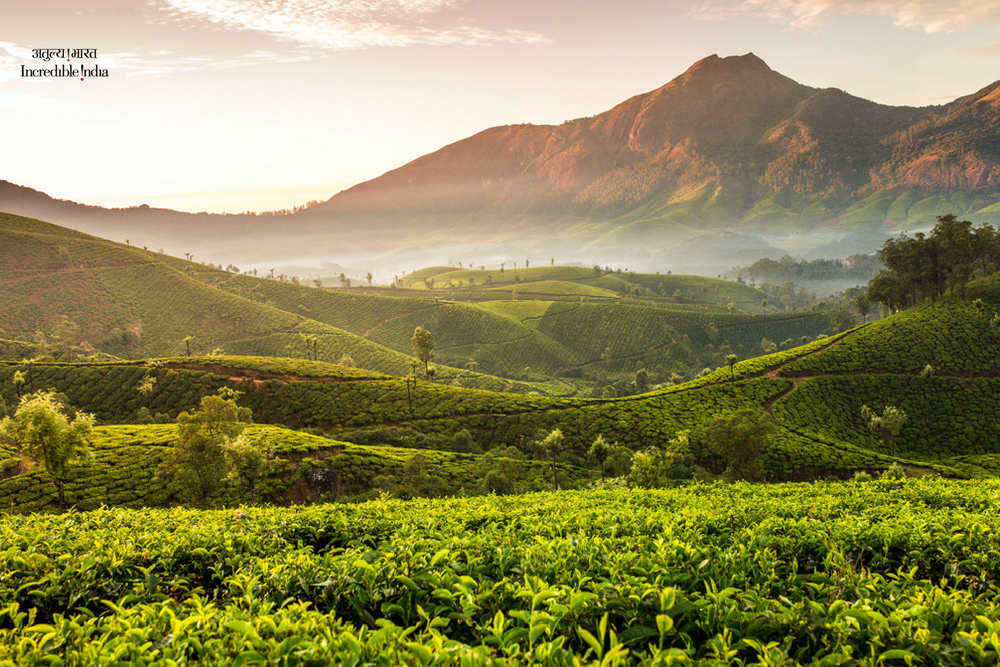 incredibleindia's tweet photo. When the heavens open up, Munnar comes alive in all its untamed beauty. #Munnar #Monsoon #Season #IncredibleIndia @KeralaTourism @tourismgoi @alphonstourism https://t.co/CBnZ8rvUxI