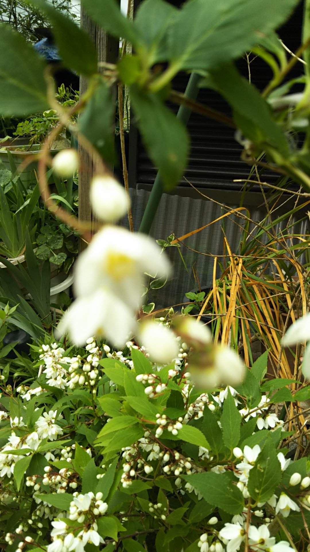 こじやん Twitter પર 6月2日の誕生花 ウツギ 空木 別名 卯の花 雪見草 ユキノシタ科 ウツギ属 茎が中空なので空木と呼ばれる 日本 中国原産 花言葉は 秘密 古風 風情 乙女の香り T Co Tbz56pukpo Twitter