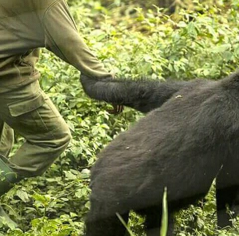 I thought it was a joke but it's real. Come n #VisitRwanda and see the relationship between human being and nature.
#RemarkableRwanda 
#RwoT